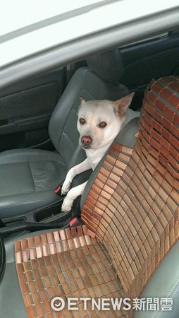 ▲想出去玩！胖狗狗硬擠「中間位」半小時不下車　正面笑瘋啦。（圖／網友Chang Hung-Tsung提供）