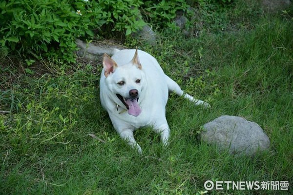 ▲想出去玩！胖狗狗硬擠「中間位」半小時不下車　正面笑瘋啦。（圖／網友Chang Hung-Tsung提供）