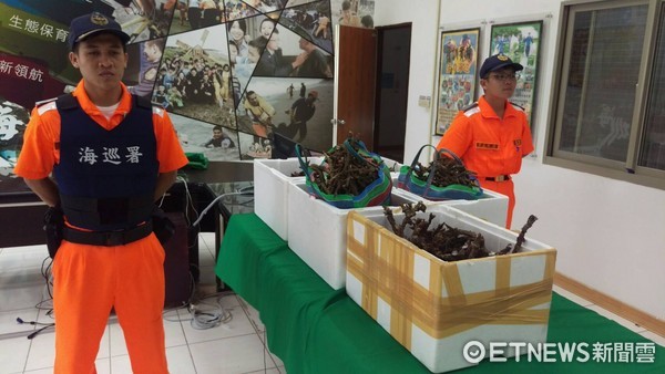 第一三岸巡總隊於台東富山村漁場岸際查獲郭姓男子盜採珊瑚，起出三箱保麗龍內裝珊瑚約47公斤。（圖／海巡署提供）