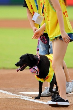 ▲Lamigo桃猿「愛PET趴」，由桃園市動物保育協會可愛的「黑妞」開球。（圖／桃猿提供）