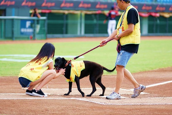 ▲Lamigo桃猿「愛PET趴」，由桃園市動物保育協會可愛的「黑妞」開球。（圖／桃猿提供）