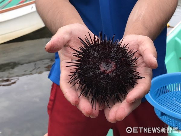 ▲北海道禮文利尻島，現撈海膽體驗。（圖／記者賴文萱攝）