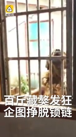 江蘇省鎮江市丹陽市司徒鎮一隻藏獒因主人車禍身亡，牠拒絕進食、情緒激動，發狂拍在窗上。警方獲報後為避免藏獒掙脫鎖鏈後傷及群眾，一槍擊斃牠。（圖／翻攝《梨視頻》）