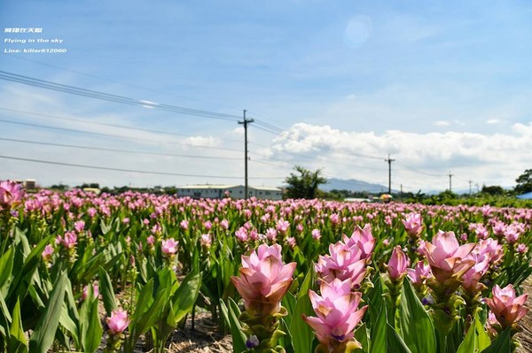 ▲台中外埔薑荷花海。（圖／攝影師《飛翔在天際》授權提供）