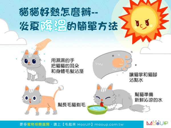 貓貓好熱怎麼辦？炎夏降溫的4個簡單方法（圖／毛起來 MaoUp）