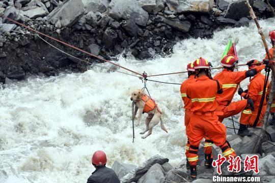 ▲11歲退役搜救犬被徵召　山崩區硬撐10小時..倒在主人懷中。（圖／中新網）