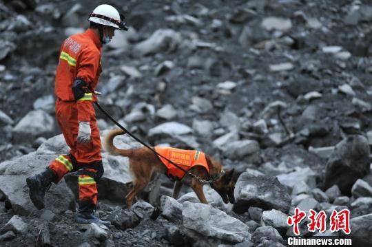 ▲11歲退役搜救犬被徵召　山崩區硬撐10小時..倒在主人懷中。（圖／中新網）