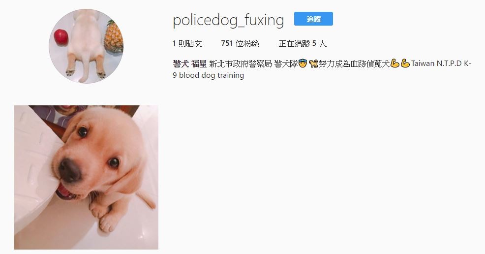 新北警犬隊6隻小萌犬將滿月，迷濛臉龐讓人都融化啦！（圖／翻攝自policedog_fuxing Instagram）