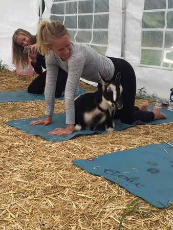 ▲美國山羊瑜珈。（圖／翻攝自Goat Yoga）