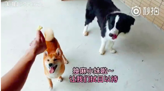 ▲柴犬麻花兒 。圖／翻攝柴犬麻花兒微博，下同。）