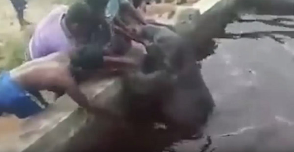 ▲小象跌入水池，6位村民合力搶救。（圖／翻攝自youtube）