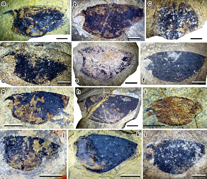 記者27日從中國科學院南京地質古生物研究所獲悉，由中國、義大利、美國古生物學者組成的科研團隊，在我國安徽巢湖地區發現了上百塊埋藏有一種新型節肢動物的化石。這類新發現的節肢動物生活在距今約2.5億年前的早三疊世海底，與同一時期最常見的海洋底棲蝦類形態明顯不同，研究團隊將這一新物種命名為「巢湖安琪蝦」。（圖／新華社）