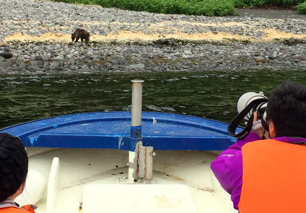 北海道知床觀熊遊覽船　長得像「貓熊」的棕熊成亮點（圖／翻攝自知床らうすリンクル）