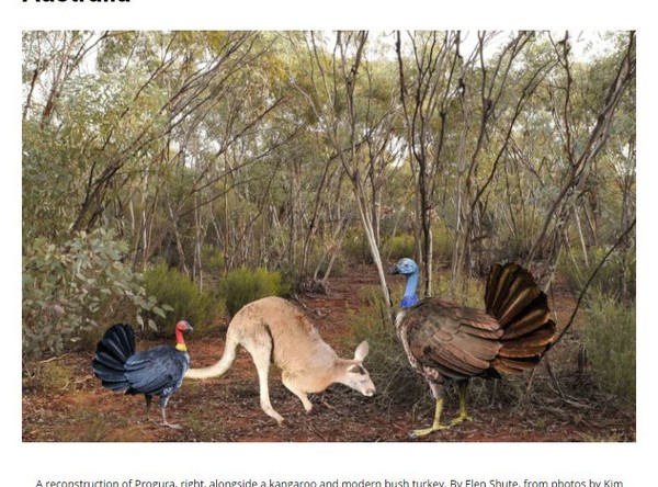 ▲▼澳洲「巨型火雞」比1.3公尺大袋鼠還高，曾和澳洲人祖先一起生活在更新世。（圖／翻攝自《南澳洲福林德斯大學》官網）