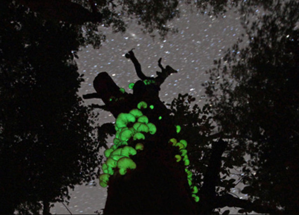昏暗樹林中的螢光綠　「綠光磨菇」月夜茸點綴夜色。（圖／翻攝自カメラのキタムラ）