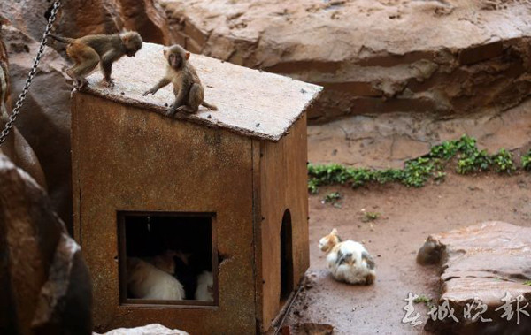 ▲昆明動物園請「喵警衛」幫忙滅鼠　結果把猴子變貓奴了。（圖／翻攝自《春城晚報》）