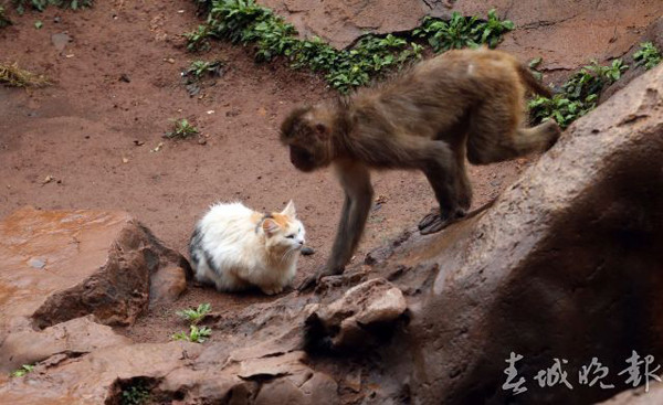 ▲昆明動物園請「喵警衛」幫忙滅鼠　結果把猴子變貓奴了。（圖／翻攝自《春城晚報》）