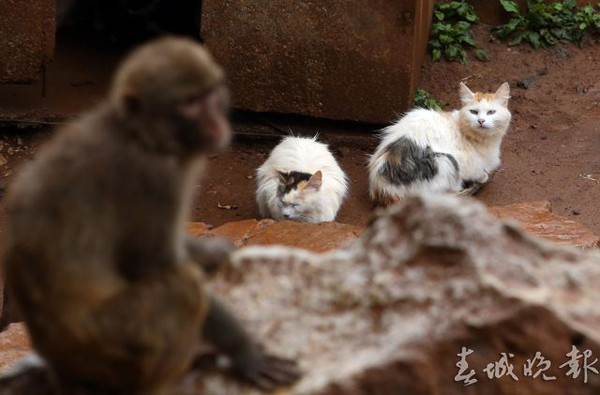 ▲昆明動物園請「喵警衛」幫忙滅鼠　結果把猴子變貓奴了。（圖／翻攝自《春城晚報》）