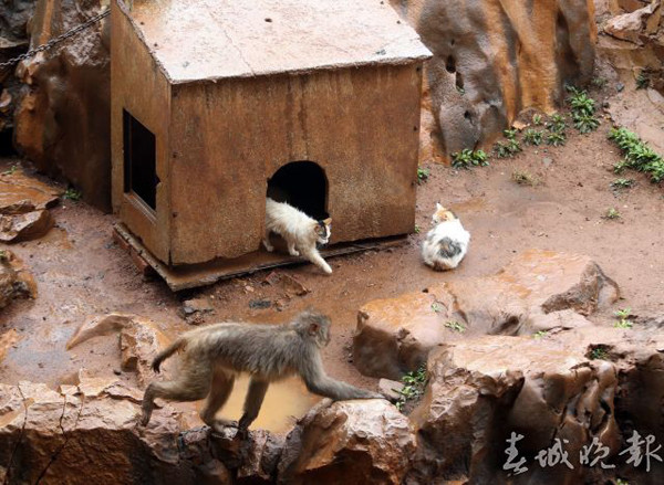 ▲昆明動物園請「喵警衛」幫忙滅鼠　結果把猴子變貓奴了。（圖／翻攝自《春城晚報》）