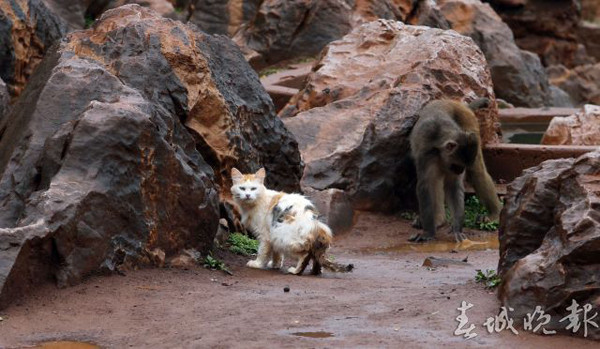 ▲昆明動物園請「喵警衛」幫忙滅鼠　結果把猴子變貓奴了。（圖／翻攝自《春城晚報》）