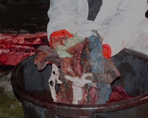 ▲▼柯氏喙鯨（Beaked Cuvier）胃部塞滿4公斤的塑膠袋，最後死在蘇格蘭天空島。（圖／翻攝自Sky Ocean Rescue粉絲專頁）