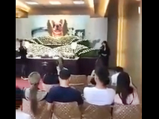 ▲▼愛犬保羅突然走了…女飼主淚辦「追思會」　被轟人不如狗。（圖／翻攝爆料公社）