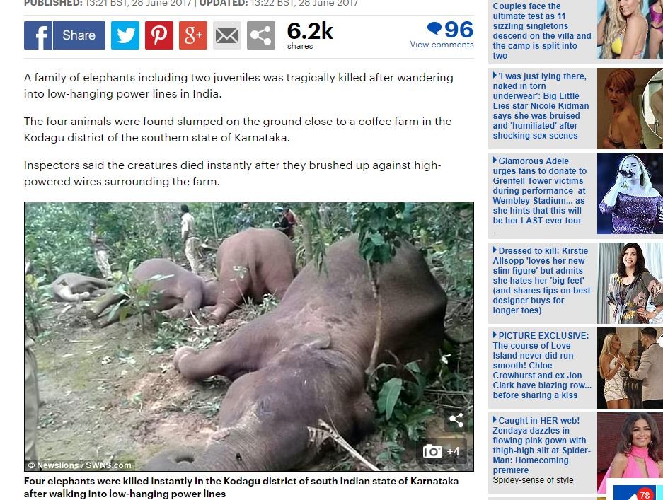 ▲印度4隻大象被電線電死。（圖／翻攝自每日郵報）