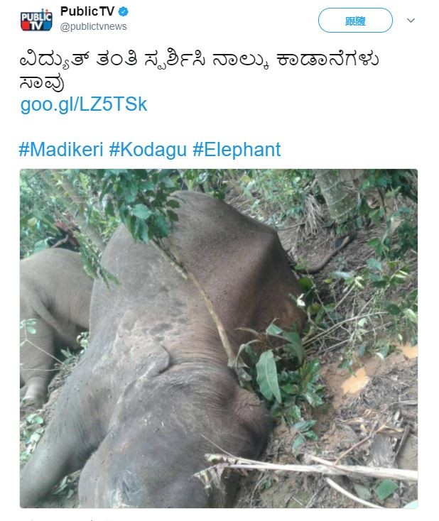 ▲印度大象遭電線電死。（圖／翻攝自PublicTV‏已認證帳戶推特）