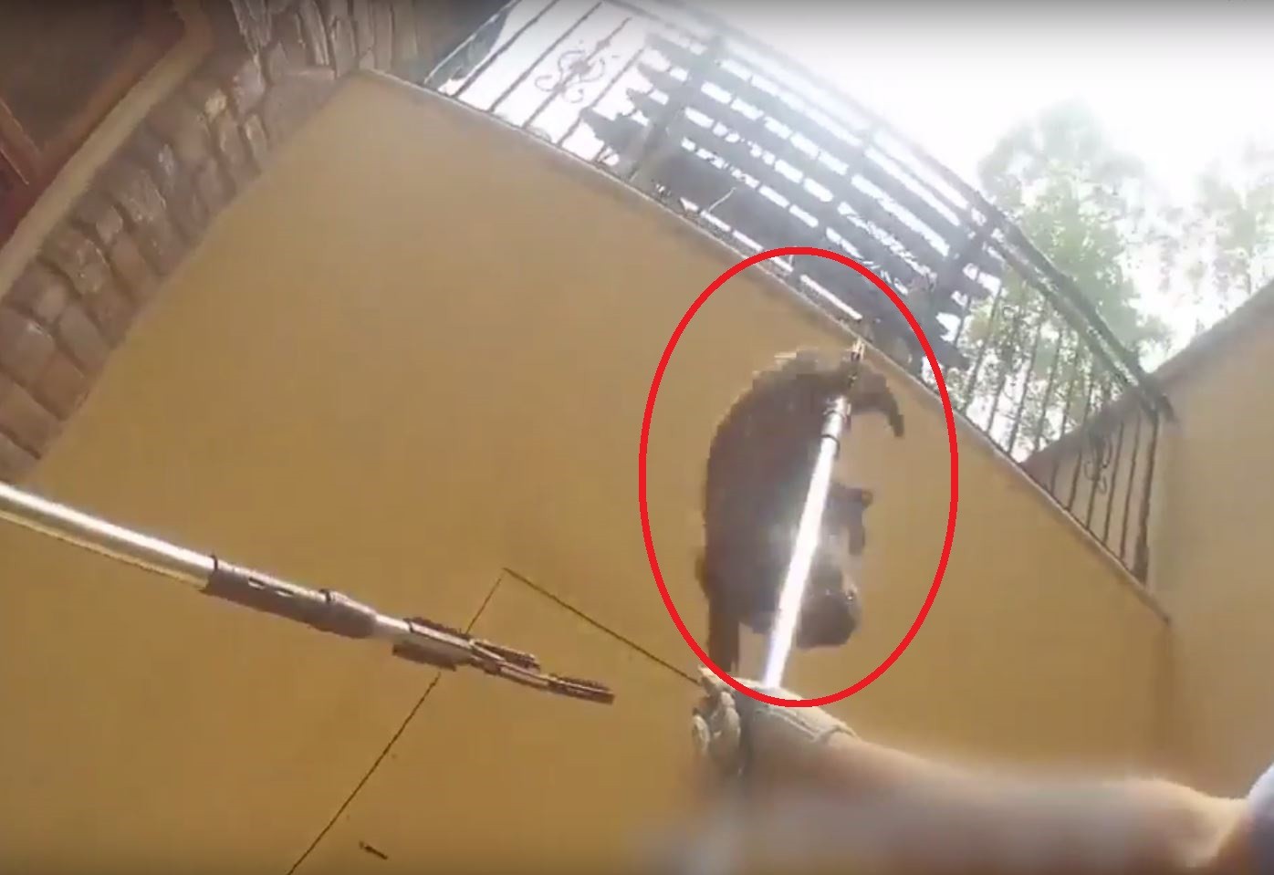 ▲▼中國大連市有一隻狗獾闖入民宅。（圖／翻攝自梨視頻）