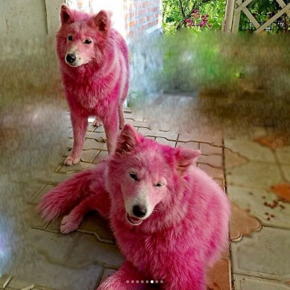 ▲▼俄羅斯格連吉克（Gelendzhik）有兩隻薩摩耶犬遭主人惡意染成粉紅色。（圖／翻攝自instagram／ksu614）