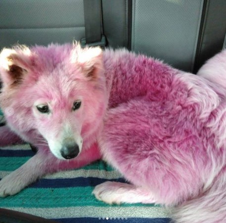 ▲▼俄羅斯格連吉克（Gelendzhik）有兩隻薩摩耶犬遭主人惡意懶成粉紅色。（圖／翻攝自instagram／ksu614）
