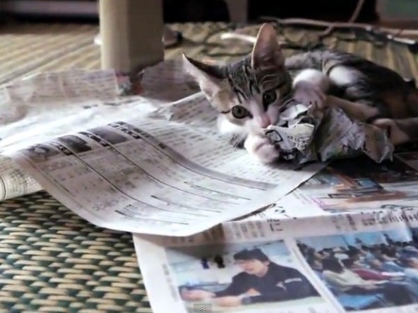 ▲▼看我就好，讀什麼報紙！小貓用屁屁擋字　還爆衝撕爛紙張。（圖／翻攝自MAKO0MAKO0 / まこまこ/YouTube）