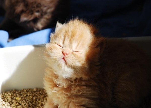 ▲▼這不是床啊！小小貓第一次用貓砂　眼睛一閉...睡著了。（圖／Betsy Cole Photography）