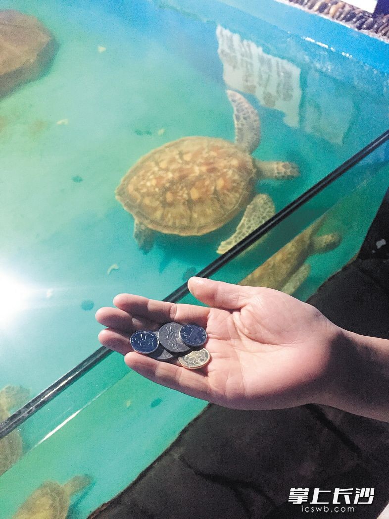 ▲▼ 湖南長沙的海洋世界龜池常常被遊客丟擲硬幣。（圖／長沙晚報）