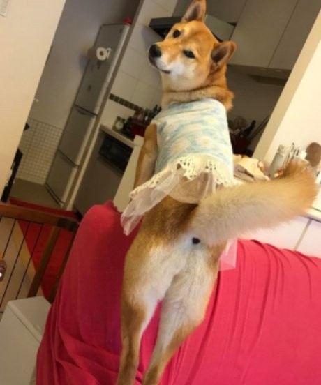 ▲▼  柴柴Roco。（圖／翻攝自shibainu_roco＠instagram）