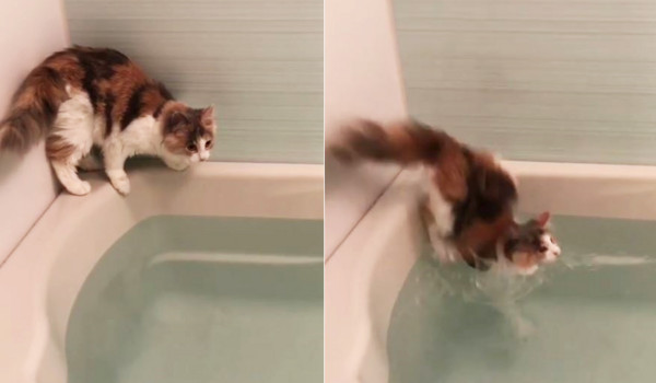 喵星人5秒模擬完美逃跑方式，竟打滑跌進浴缸。（Instagram@mel_1119）