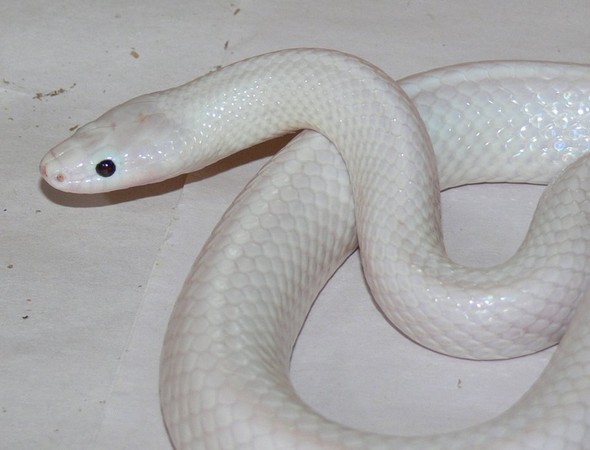 ▲▼罕見的白蛇，讓許多人直呼太美了             。（圖／翻攝自Territory Wildlife Park粉絲專頁）