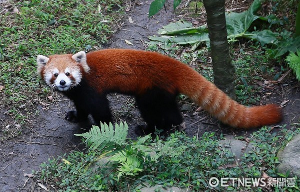 ▲小貓熊美可生雙胞胎。（圖／台北市立動物園提供）