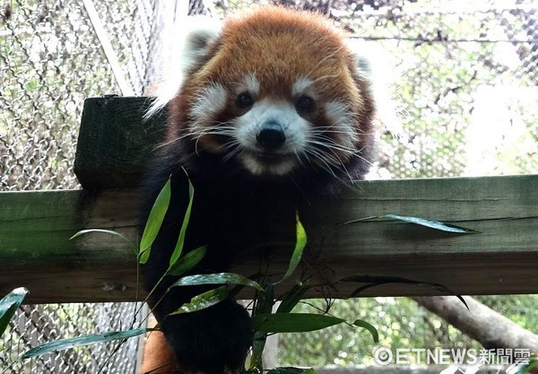 ▲小貓熊美可生雙胞胎。（圖／台北市立動物園提供）