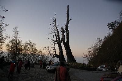 塔塔加夫妻樹。（圖／玉山國家公園提供）