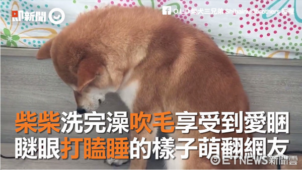 ▲柴犬吹毛吹到打瞌睡。（圖／網友O.L.D 柴犬三兄弟 Shibainu 3brothers 授權即新聞）