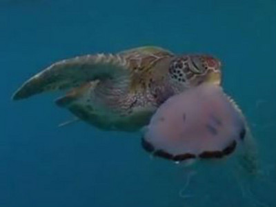 深海8+9！海龜「手刀斷鬚」秒殺水母　吃完一臉不屑吐屍