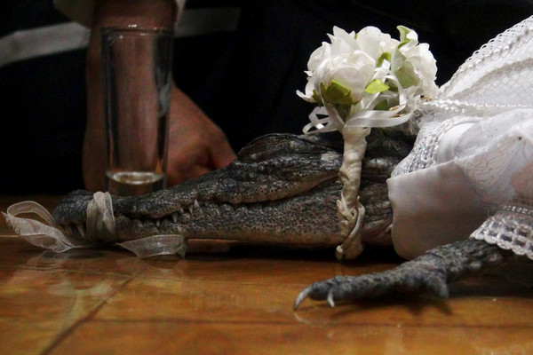 ▲墨西哥小鎮鎮長娶鱷魚。（圖／路透社）