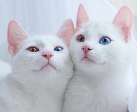 俄羅斯異色瞳白貓。（圖／翻攝自Instagram@sis.twins）