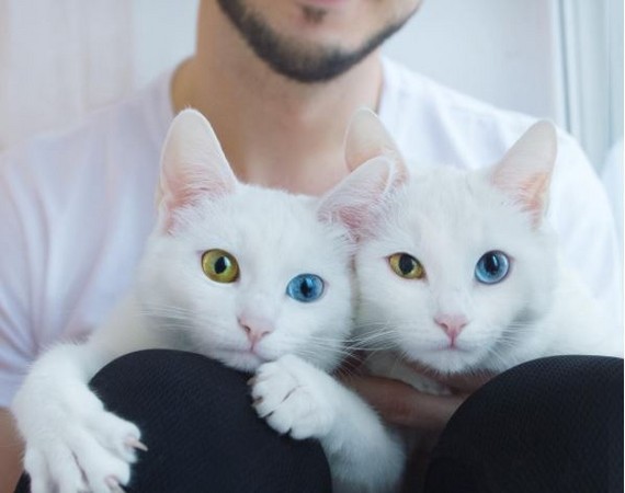 俄羅斯異色瞳白貓。（圖／翻攝自Instagram@sis.twins）