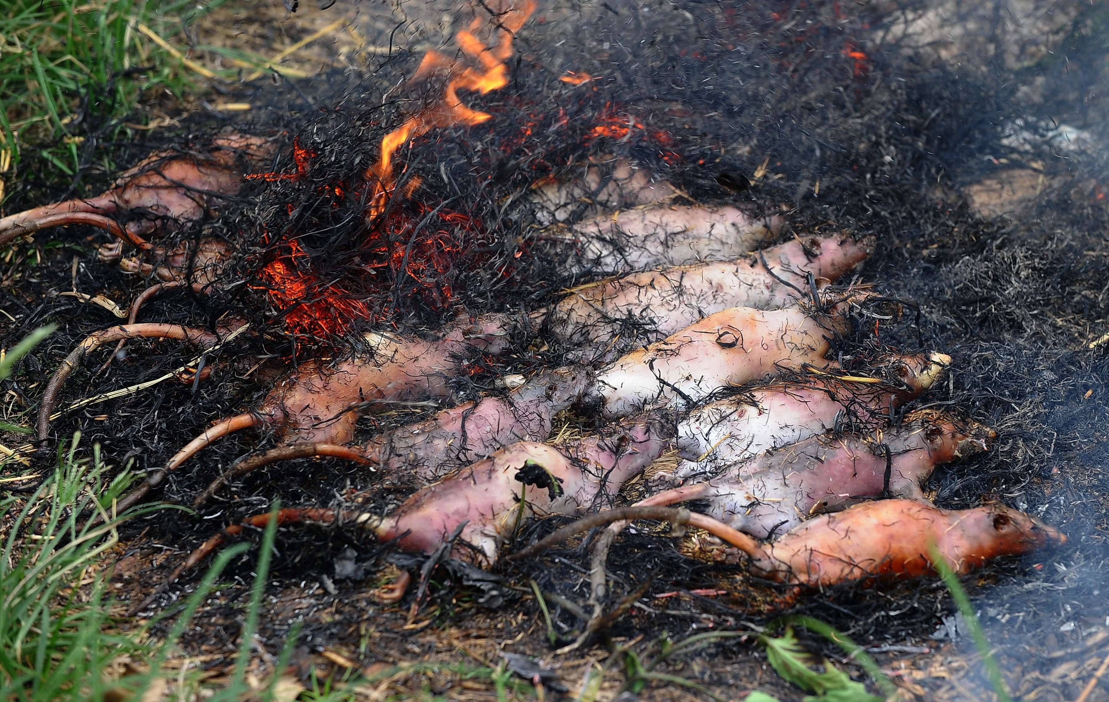 老鼠肉（圖／CFP）