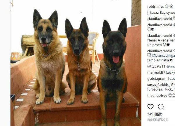 三隻德國狼犬和女主人玩躲貓貓。（圖／翻攝自Instagram帳號claudiavaranski）