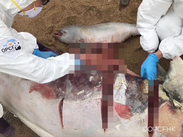 ▲▼香港南丫島發現一具雌性「中華白海豚」屍體，其中還懷著雄性小海豚。（圖／翻攝自「香港海洋公園保育基金」臉書）