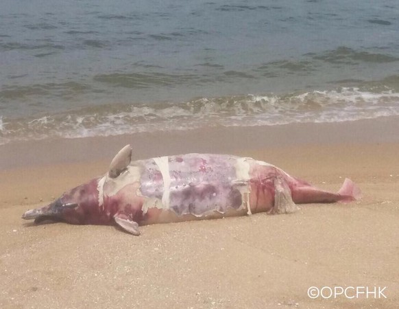 ▲▼香港南丫島發現一具雌性「中華白海豚」屍體，其中還懷著雄性小海豚。（圖／翻攝自「香港海洋公園保育基金」臉書）