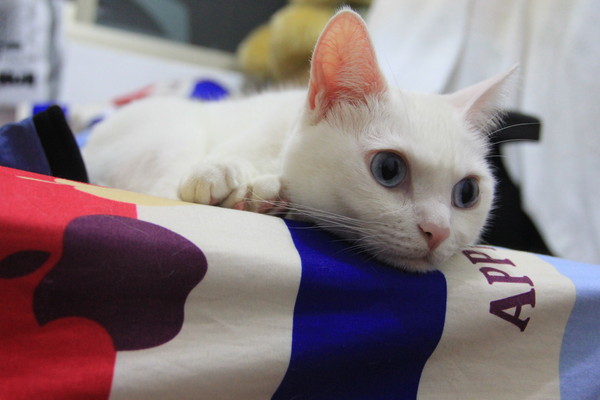 ▲一起窺網紅　豆漿。（圖／豆漿爸廖耿皓提供）